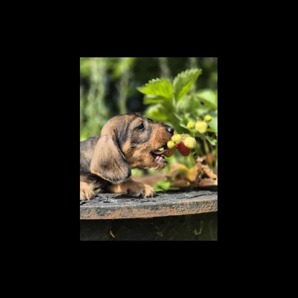 Dachshund (Standard &amp; Miniature) - Both