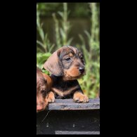 Dachshund (Standard &amp; Miniature) - Both