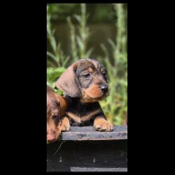 Dachshund (Standard &amp; Miniature) - Both