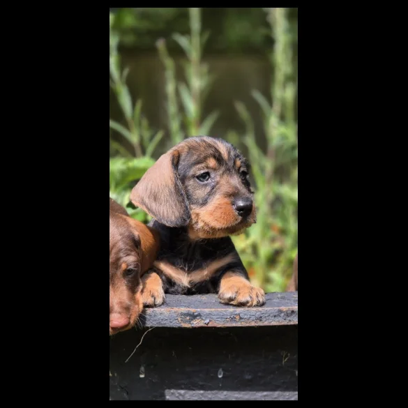 Dachshund (Standard &amp; Miniature) - Both