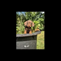 Dachshund (Standard &amp; Miniature) - Both