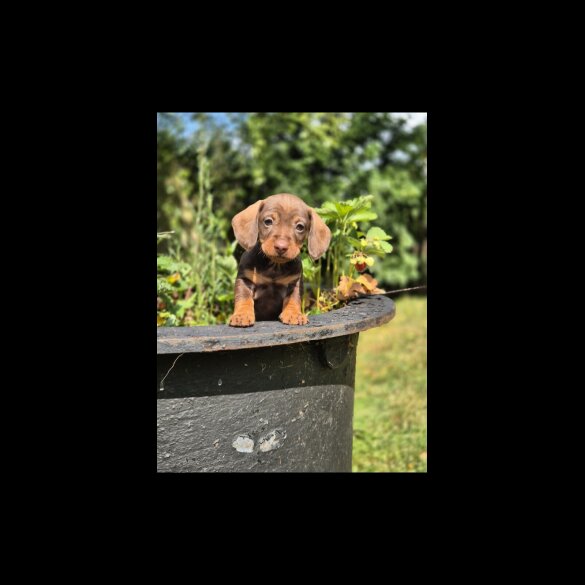 Dachshund (Standard &amp; Miniature) - Both