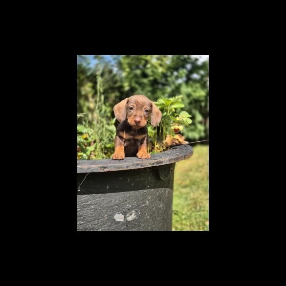 Dachshund (Standard &amp; Miniature) - Both