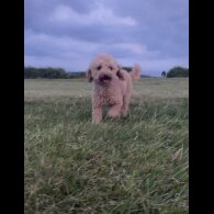Poochon - Both