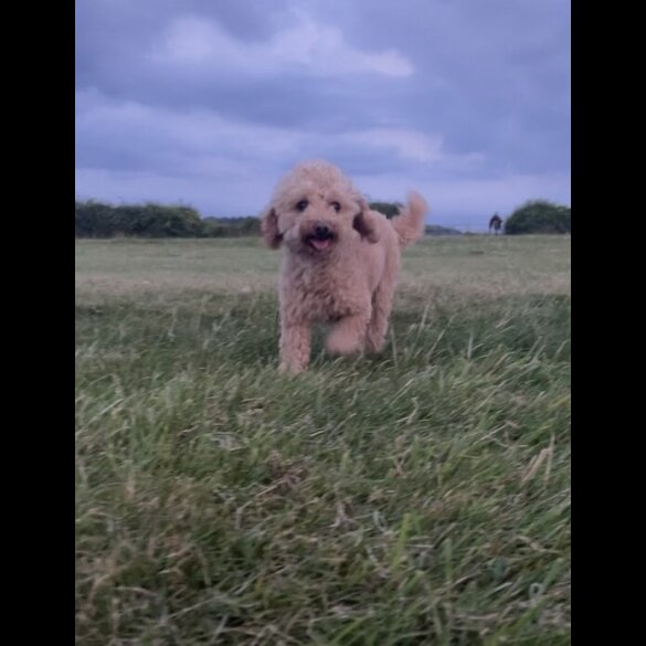 Poochon - Both