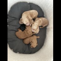 Poochon - Both
