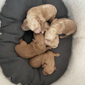 Poochon - Both