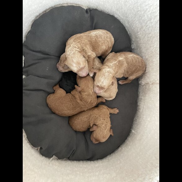 Poochon - Both