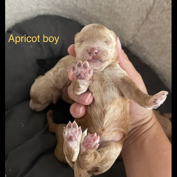 Poochon - Both