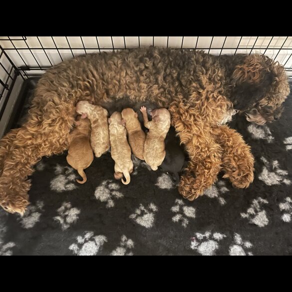 Poochon - Both