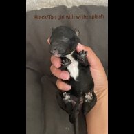 Poochon - Both