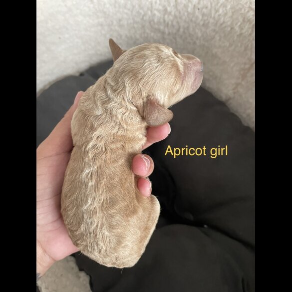 Poochon - Both