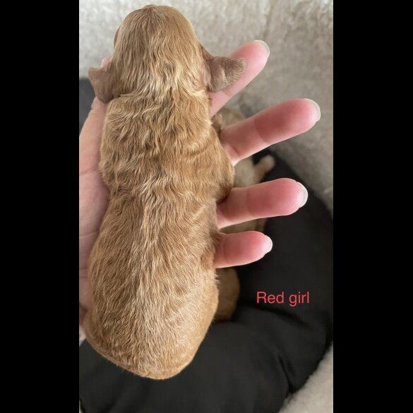 Poochon - Both