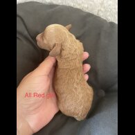 Poochon - Both