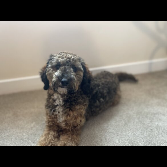 Poochon - Both