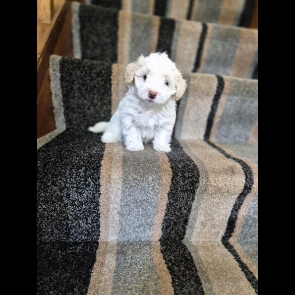 Maltipoo - Both