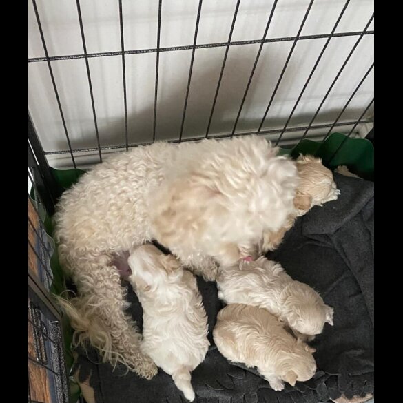 Maltipoo - Both