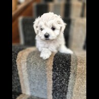 Maltipoo - Both