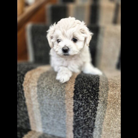 Maltipoo - Both