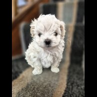 Maltipoo - Both