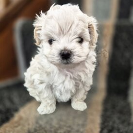 Maltipoo - Both