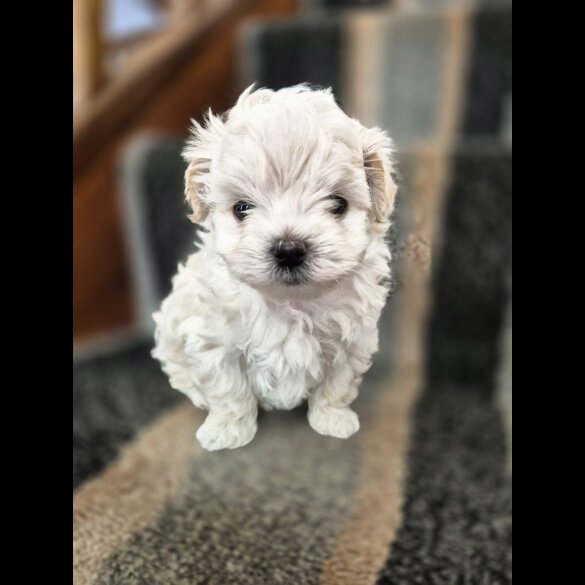 Maltipoo - Both