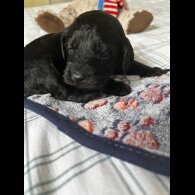 Cockapoo - Both