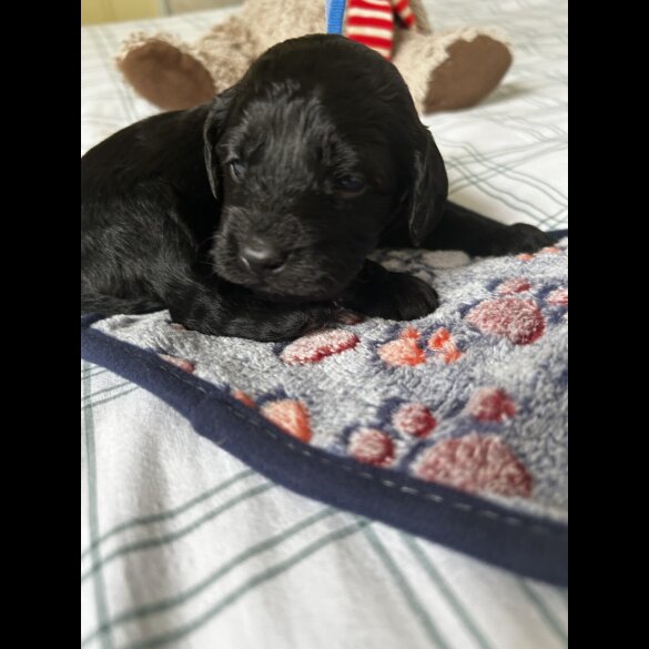 Cockapoo - Both