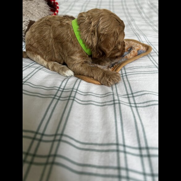 Cockapoo - Both