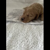 Cockapoo - Both