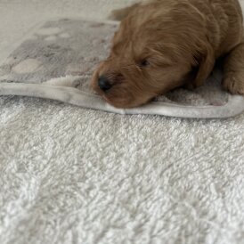 Cockapoo - Both