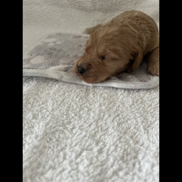 Cockapoo - Both