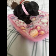 Cockapoo - Both