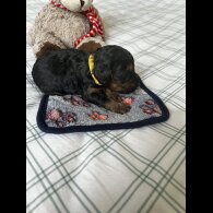 Cockapoo - Both
