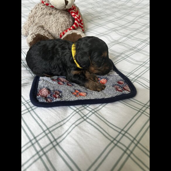 Cockapoo - Both