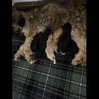Cockapoo - Both