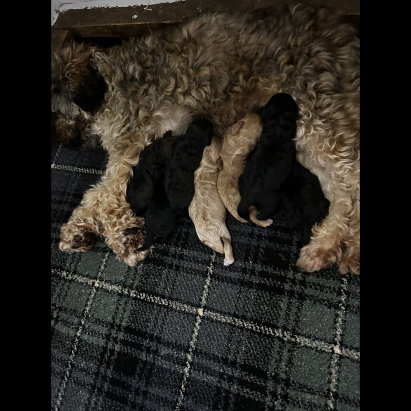 Cockapoo - Both