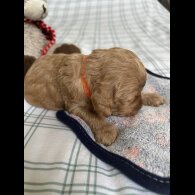 Cockapoo - Both