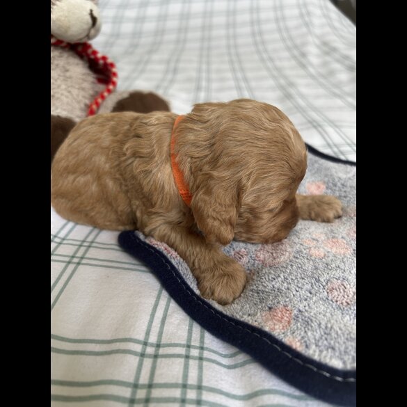 Cockapoo - Both
