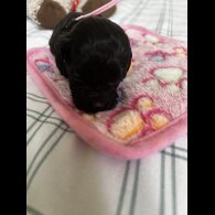 Cockapoo - Both