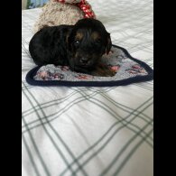 Cockapoo - Both