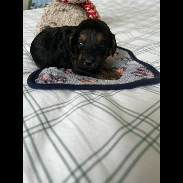 Cockapoo - Both