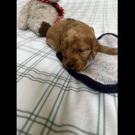 Cockapoo - Both