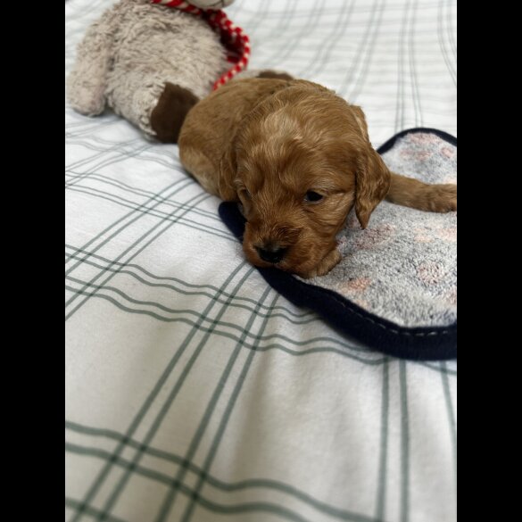 Cockapoo - Both