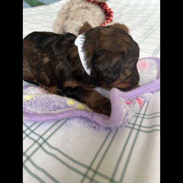 Cockapoo - Both