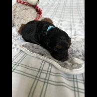 Cockapoo - Both