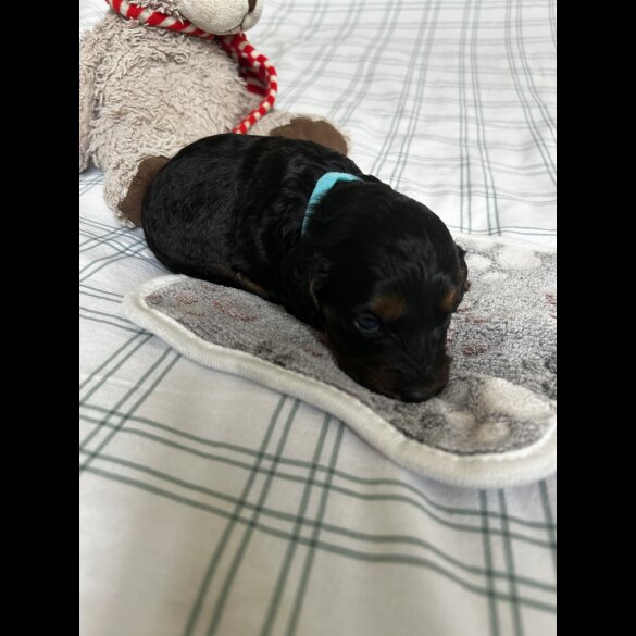 Cockapoo - Both