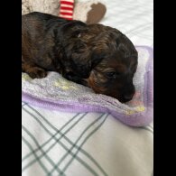 Cockapoo - Both