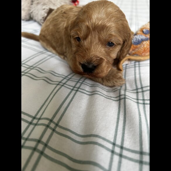 Cockapoo - Both