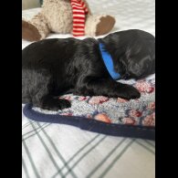 Cockapoo - Both